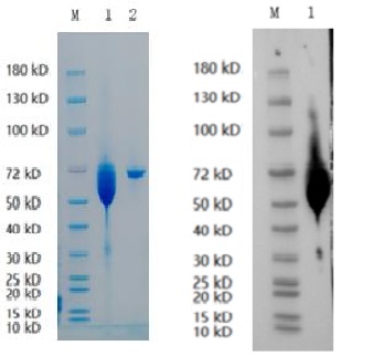 Reducing 4%-20% SDS-PAGE (CBB stained) and WB (Goat Anti-Human IgG/HRP antibody) analysis profiles of purified TGFBR2.
1. TGFBR2: 1 μg
2. BSA: 1 μg